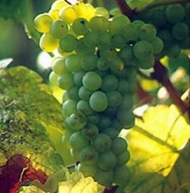 foto dei frutti delle barbatelle di vite pinot-bianco