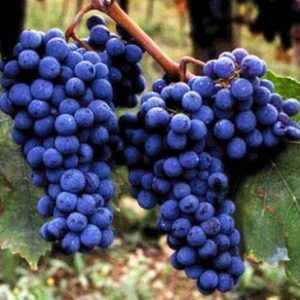 foto dei frutti delle barbatelle di vite sangiovese Uva da vino rossa