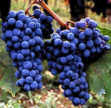 sangiovese Uva da vino rossa Barbatelle AnticoPomario Dalmonte vivai viti foto dei frutti delle barbatelle di vite sangiovese Uva da vino rossa