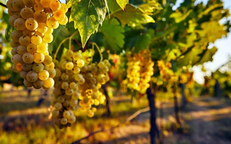 foto dei frutti delle barbatelle di vite da vino bianco spergola