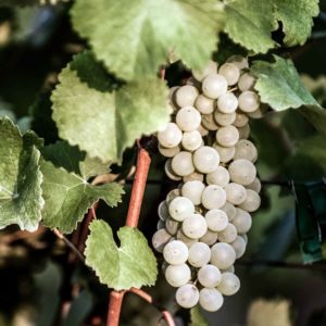 foto dei frutti delle barbatelle di vite spergola