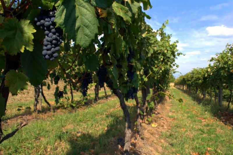 foto dei grappoli d'uva terrano