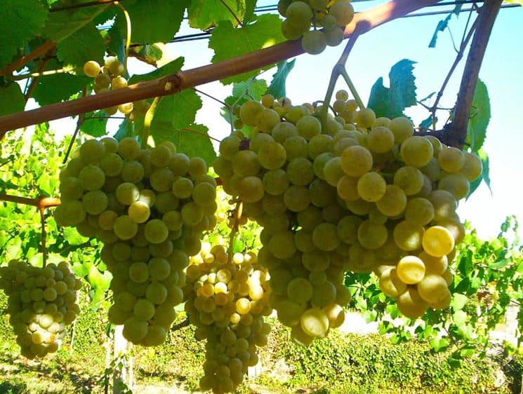 foto dei frutti delle barbatelle di vite uva-Chardonnay