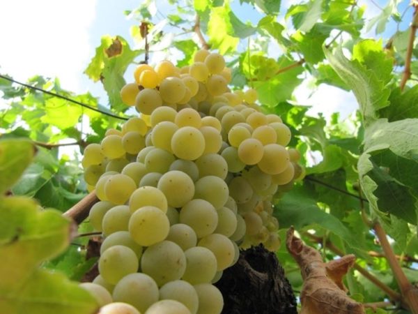 uva-moscato di alessandria foto dei grappoli d'uva-moscato di alessandria