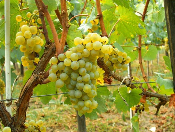 foto dei grappoli d'uva moscato di alessandria