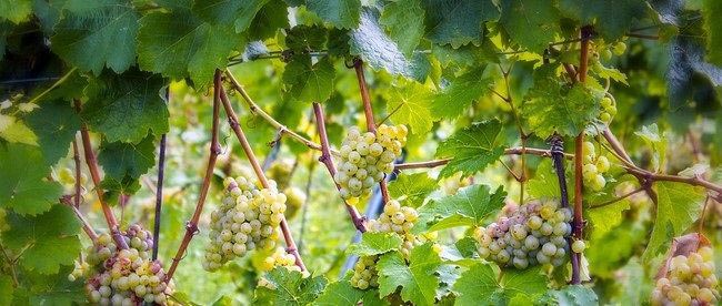 foto dei frutti delle barbatelle di vite uva-pignoletto_colli