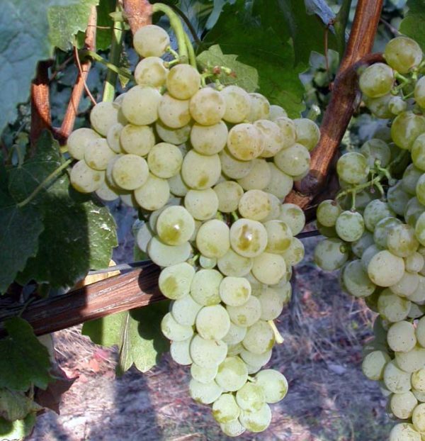 v_famoso_1 Uva da vino Barbatelle AnticoPomario Dalmonte vivai viti foto dei frutti delle barbatelle di vite famoso_1