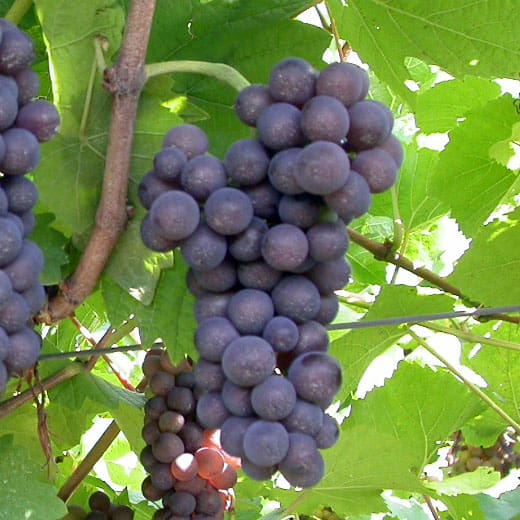 foto dei frutti delle barbatelle di vite pinot_grigi