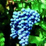 verrucese_1 Uva da vino rossa Barbatelle AnticoPomario Dalmonte vivai viti