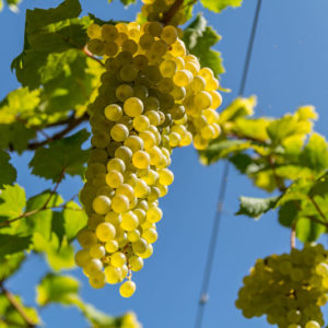 foto dei frutti delle barbatelle di vite vino-albana Uva da vino