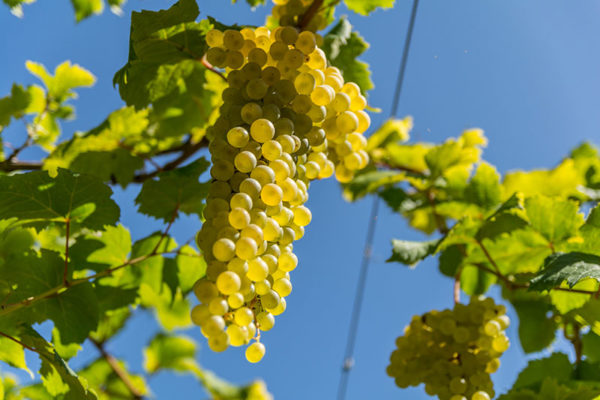 vino-albana Uva da vino Barbatelle AnticoPomario Dalmonte vivai viti foto dei frutti delle barbatelle di vite vino-albana Uva da vino