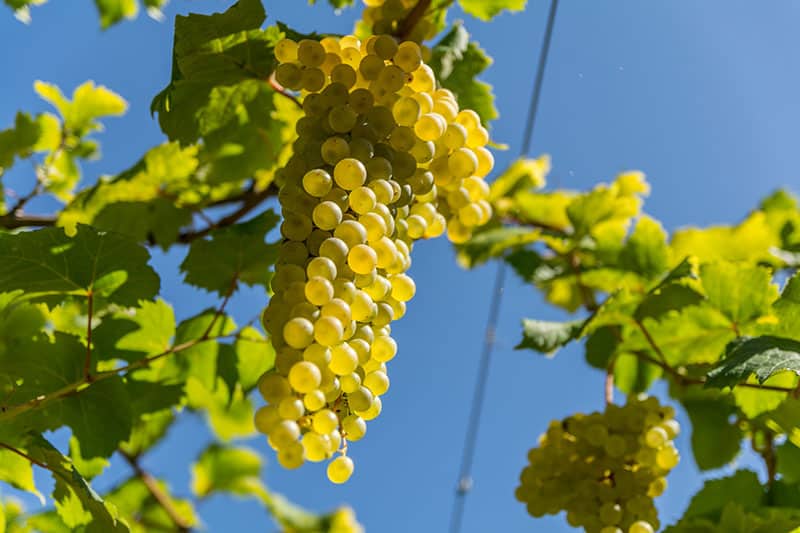 foto dei frutti delle barbatelle di vite vino-albana Uva da vino