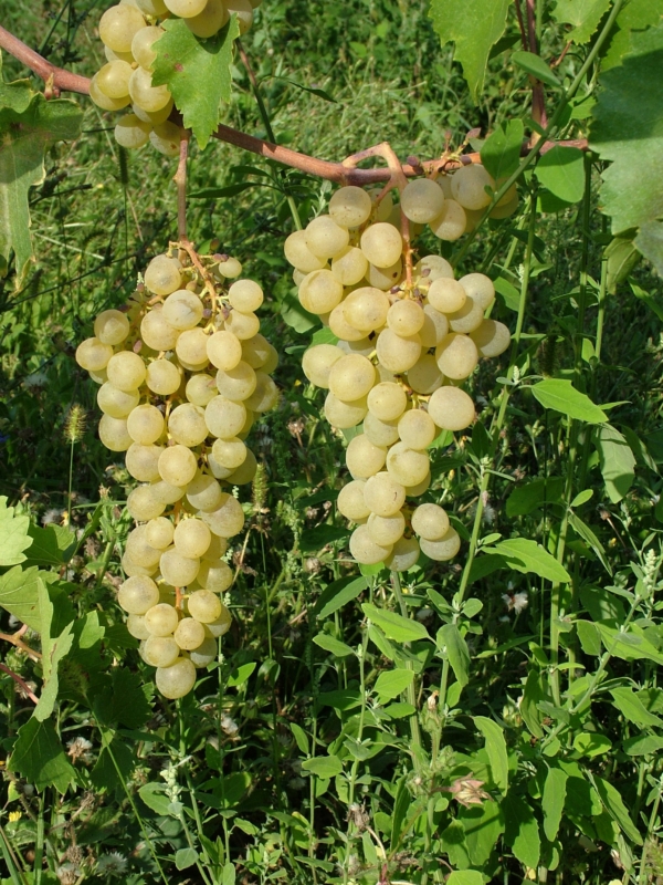 Palatina
