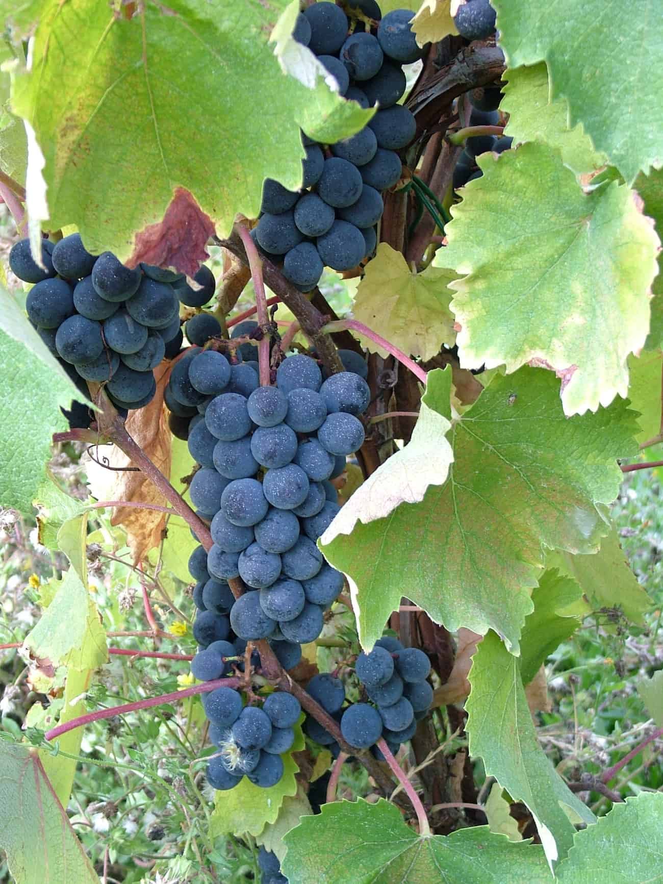 Vite Da Tavola Preobrazhenie - Pianta Giovane 2 Anni - Bassa Semenza, Resistente Ai Funghi