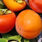 Kaki-Mela-Varietà-Hana-Fuyu