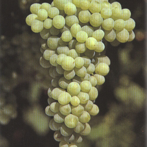 Vite da vino SANT'ANNA DI LIPSIA (LUGLIATICA)