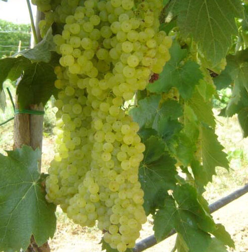 Vite da vino PASSERETTA