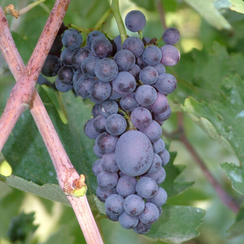 Vite da vino TERMARINA